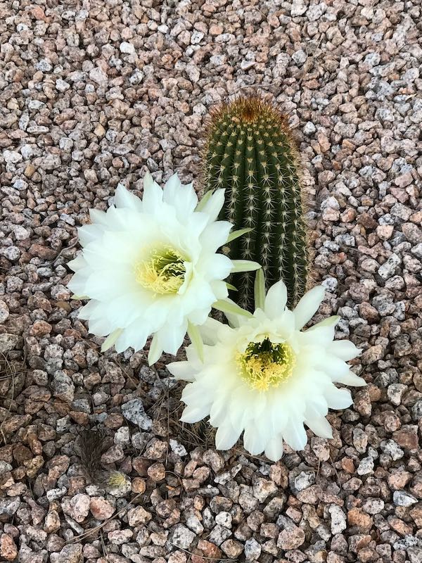 Cactus with Flower 1
