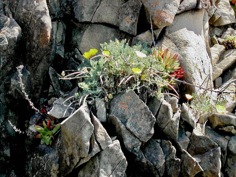 Rock with Flowers