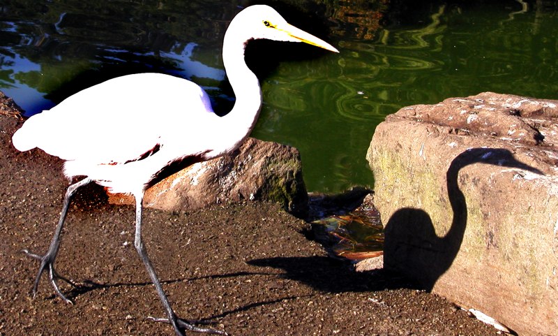 Egret and Shadow