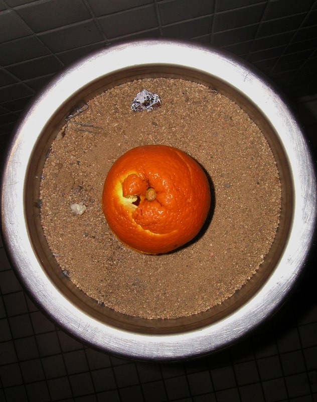 Orange in Can
